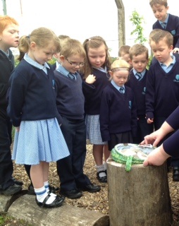 Caterpillar to butterfly